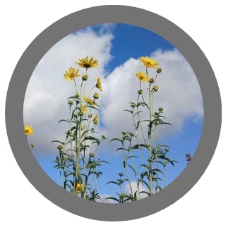 Perennial tuber Helianthus maximiliani