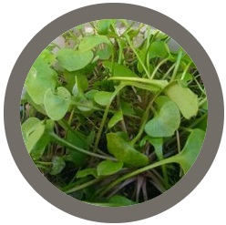 Unusual Herbs & Botanical Curiosities