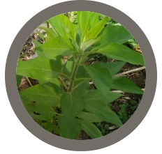 Jerusalem Artichoke or Sunchoke - Helianthus tuberosus plant