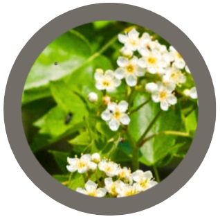 Woodland Strawberry - Fragaria vesca