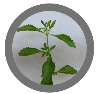 Stevia rebaudiana
